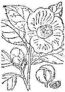 山茶花